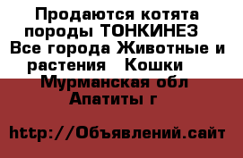 Продаются котята породы ТОНКИНЕЗ - Все города Животные и растения » Кошки   . Мурманская обл.,Апатиты г.